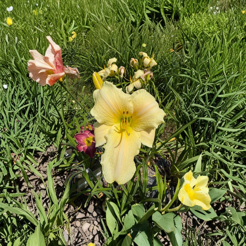 Hemerocallis 'Seneca Glistening Ice' Daylily – 3 Bare Root Plants | Hardy Perennial Flower