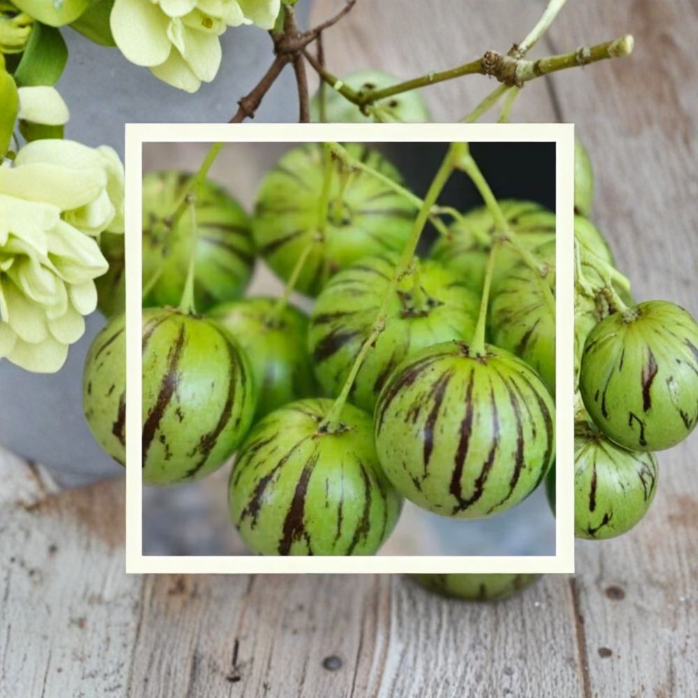 Tzimbalo Seeds - Solanum caripense | 50 Organic Rare Melon Pear Seeds
