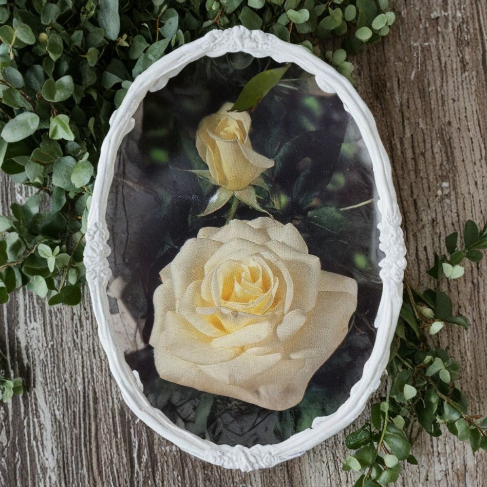 John F. Kennedy Rose - Hybrid Tea Rose Live Plant 3 Gallon | Elegant White Blooms