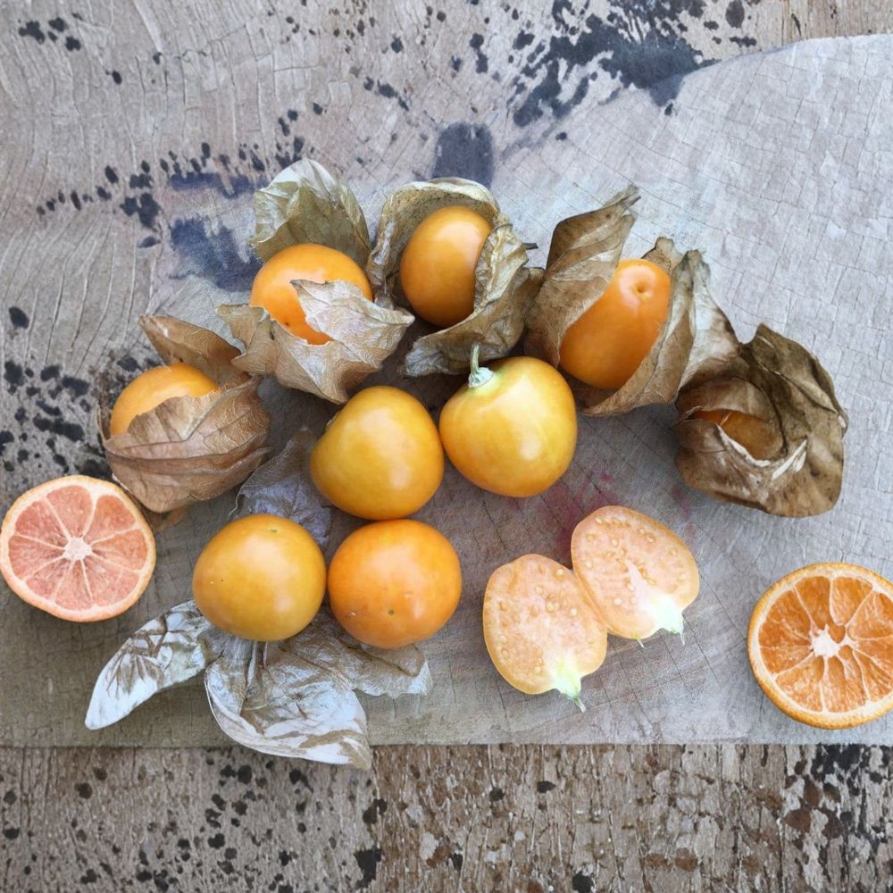 Peruvian Groundcherry Seeds - Physalis peruviana | 50 Organic Cape Gooseberry Seeds
