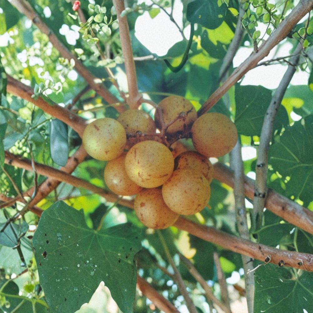 Light Scuppernong Muscadine Grape Vine – 4–6 Ft Tall Live Plant | Bronze-Golden Fruit | Requires Pollinator