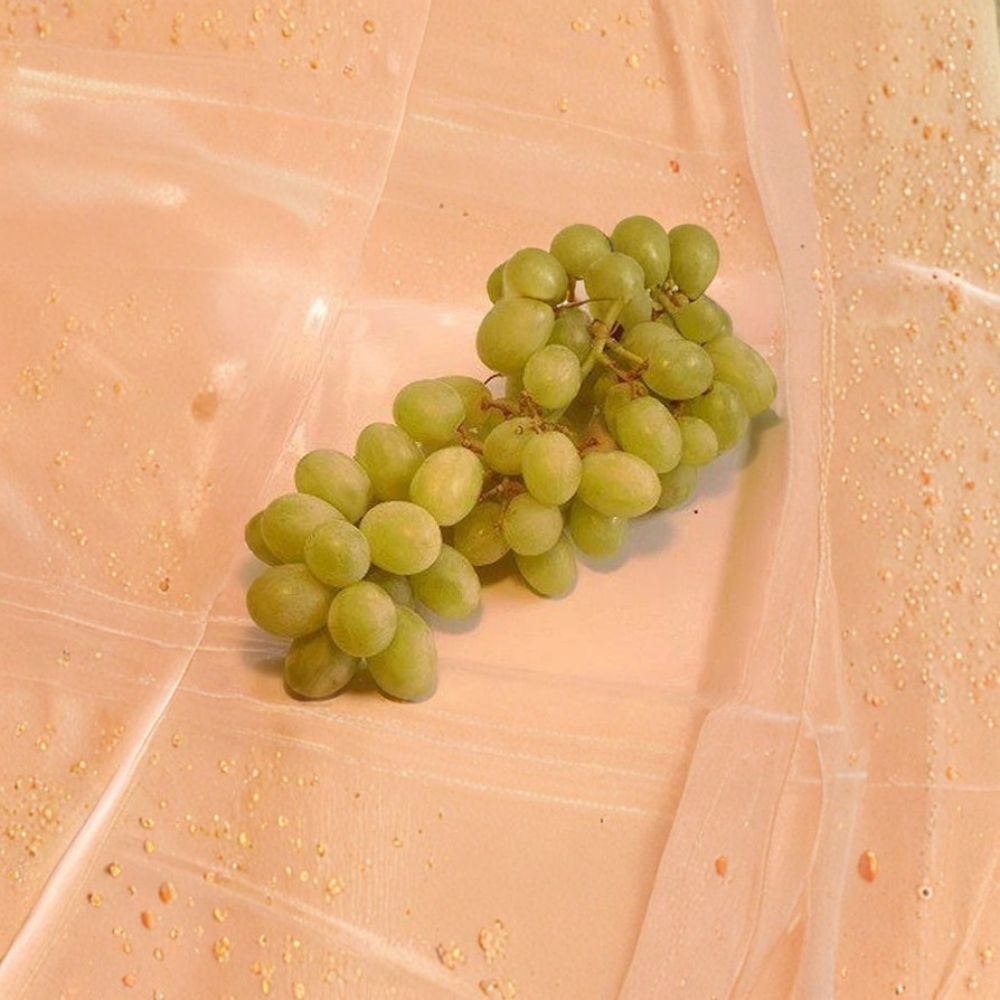 Chardonnay White Wine Grape Vine Live Plant 3 Gallon Rooted Grapevine