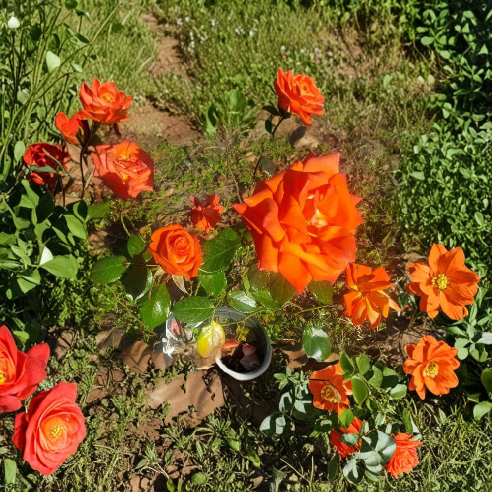 Marina Everblooming Floribunda Rose Live Bush Plant 2 Gallon - Rooted Rose for Garden & Landscape