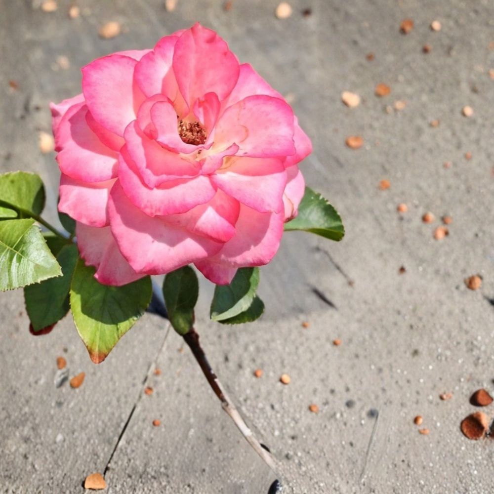 Nichole Floribunda Rose Live Plant | 3 Gallon White Pink Everblooming Rose Bush