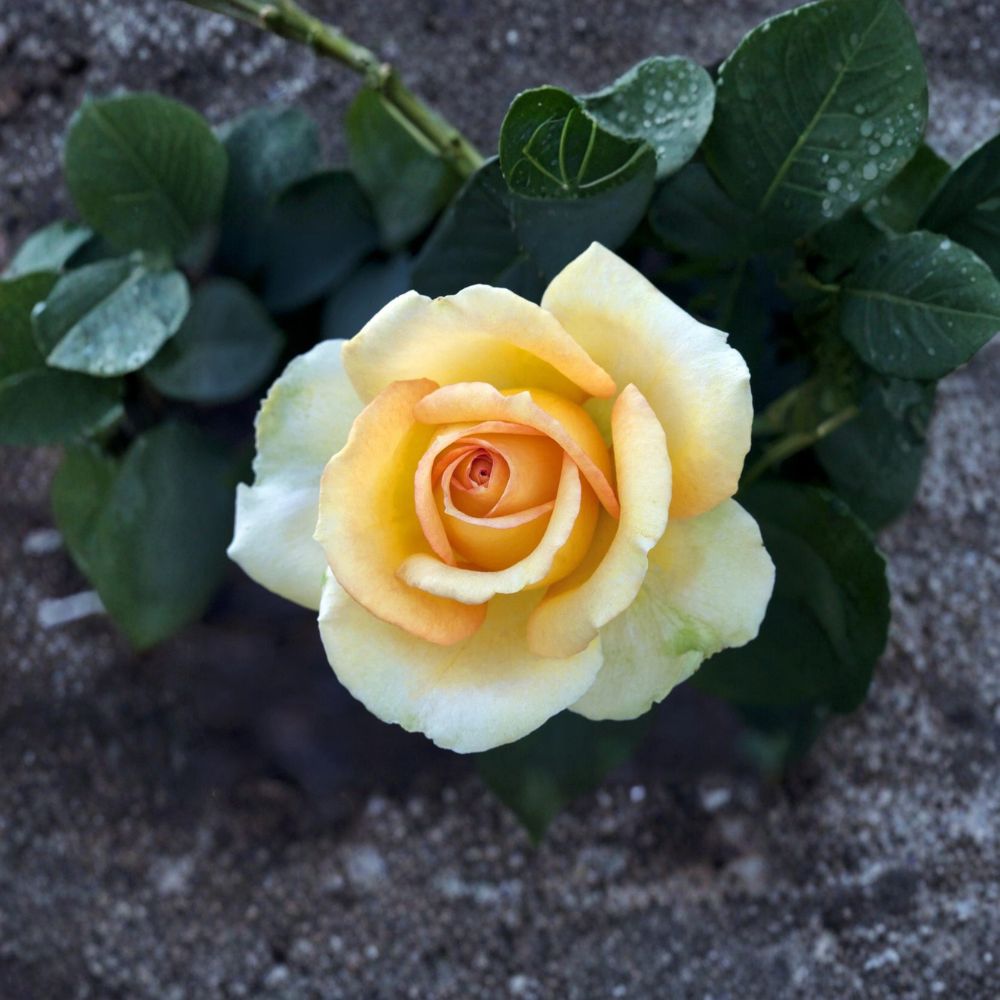 Gold Medal Grandiflora Rose Live Plant | 3 Gallon Yellow Orange Rose Bush