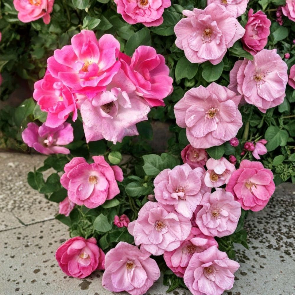 Pink Knock Out® Rose Live Plant | 3 Gallon Rosa hybrida | Disease Resistant Medium Pink Flowering Shrub