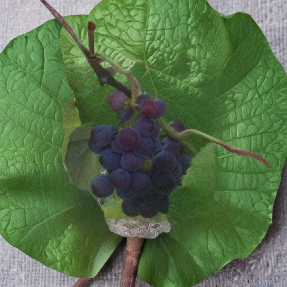 Saturn Blue Seedless Grape Vine - 1 Gallon Live Plant | Self-Fertile Blue Grapes