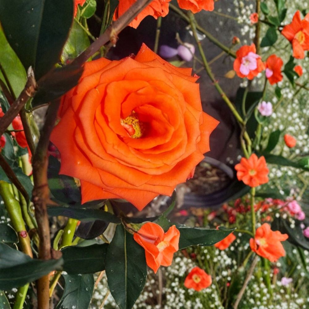 Marina Floribunda Rose Live Plant | 5 Gallon Salmon Orange Rose Bush | Rosa hybrida