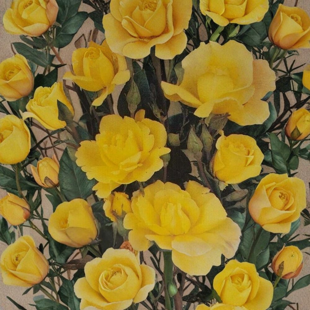 Climbing Golden Showers Rose – Rosa hybrida Live 2 Gallon Plant | Daffodil Yellow Climbing Rose