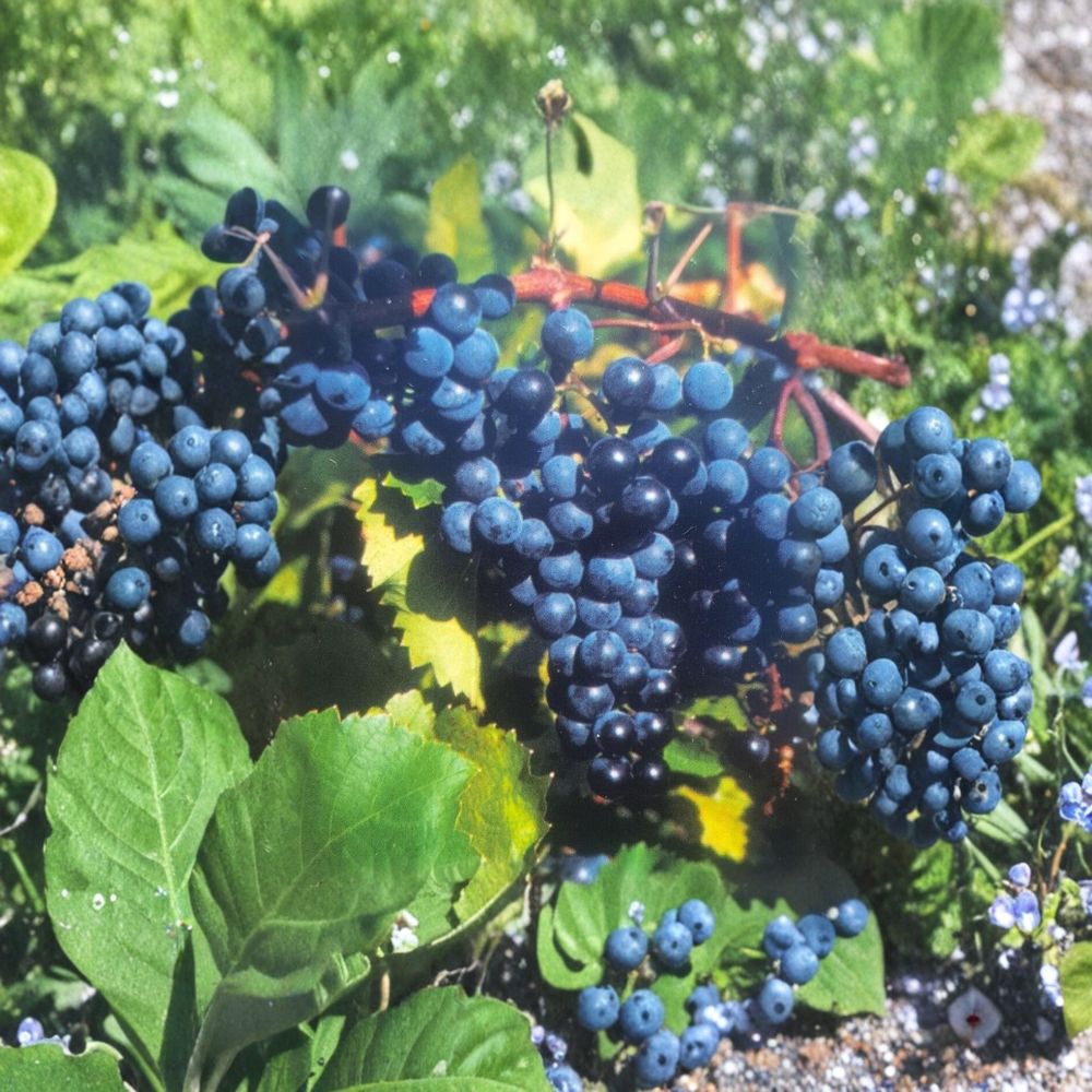Concord Grape Vine – Vitis labrusca Live Plant | 1 Gallon Size | Sweet Fruit Producing Vine