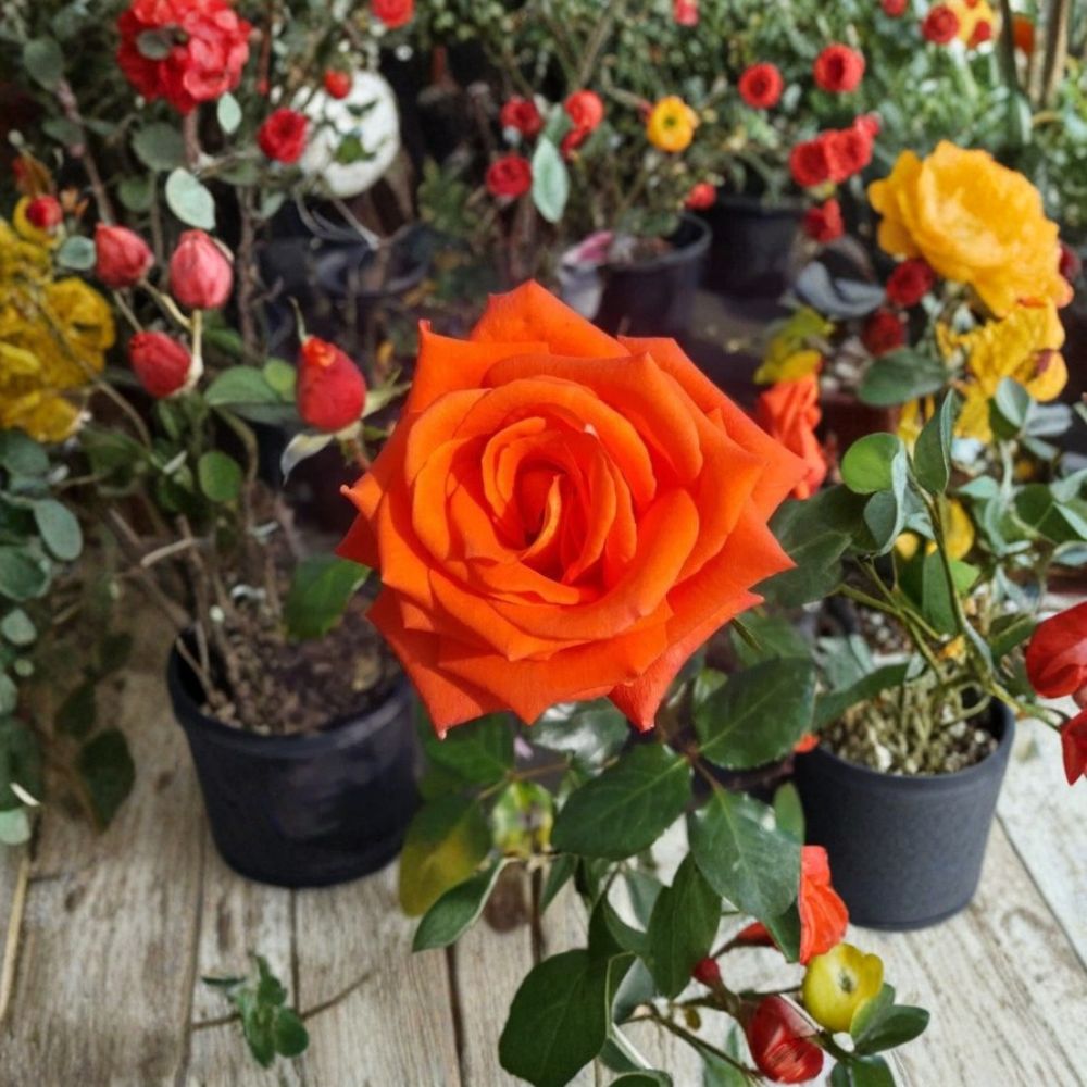 Marina Floribunda Rose – Rosa hybrida Live 3 Gallon Plant | Salmon Orange Everblooming Rose Bush