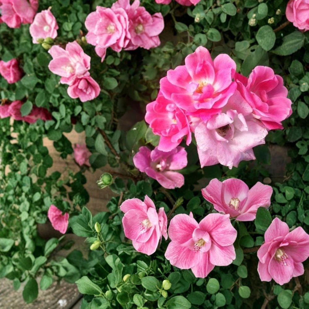 Pink Knock Out® Rose Live Bush Plant | 1 Gallon | Disease Resistant Landscape Rose