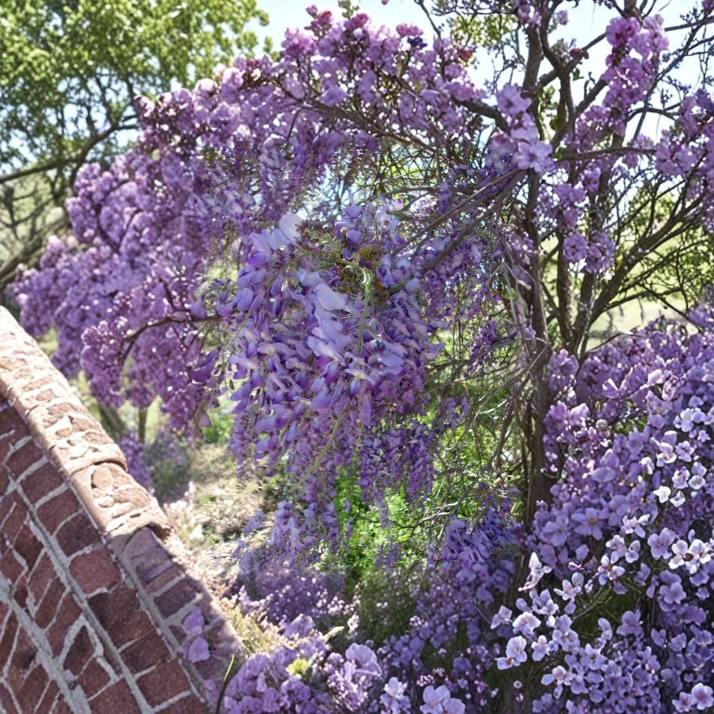 Purple Wisteria Vine Live Plant | 2 Gallon | Fragrant Purple Flowers | Fast Growing Climbing Vine