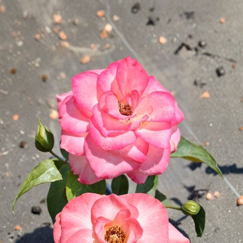 Nichole Everblooming Floribunda Rose - 5 Gallon Live Plant with White & Pink Blooms