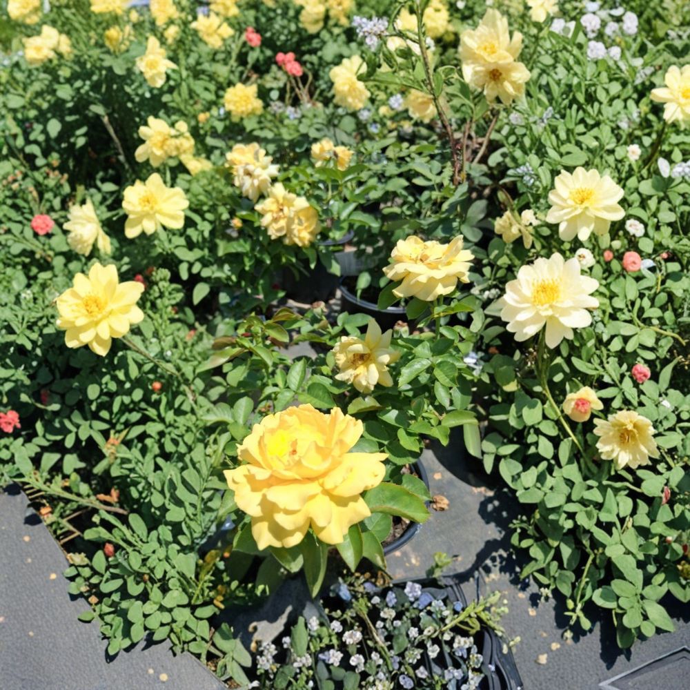 Julia Child® Floribunda Rose Live Plant | 1 Gallon | Award-Winning Butter Gold Rose