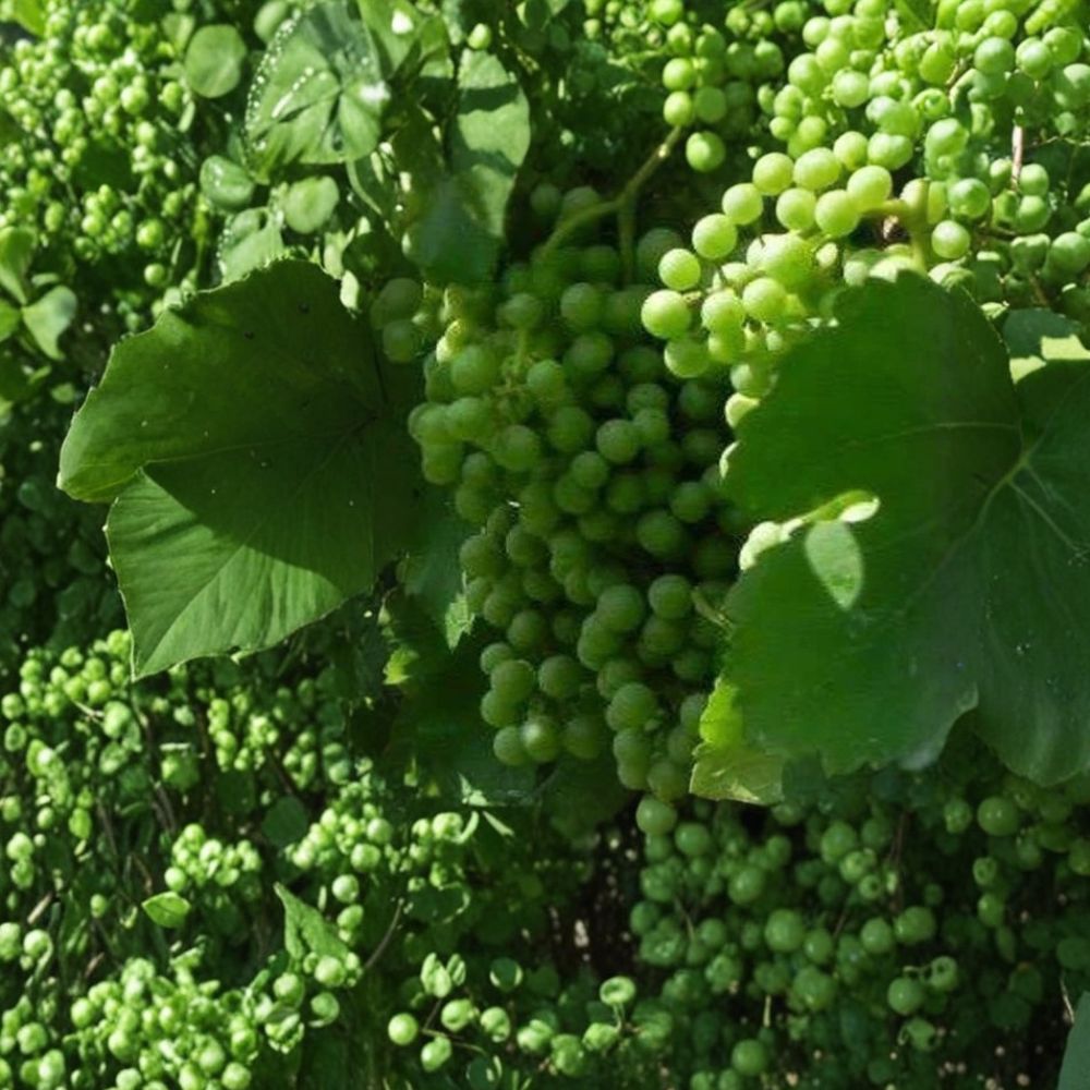 Muscat White Wine Grape Vine – Vitis vinifera Live Plant | 3 Gallon Size | Sweet Golden Grapes
