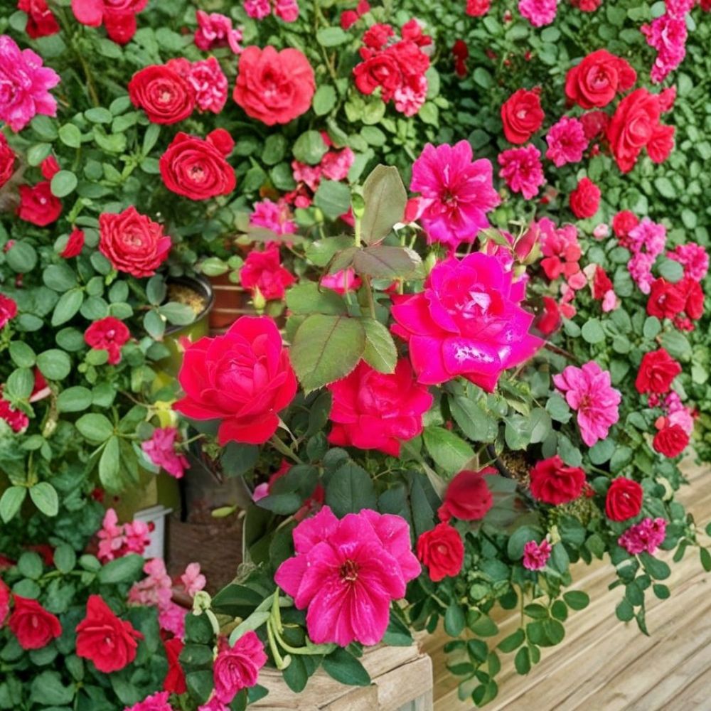 Double Knock Out® Red Rose Live Plant | 5 Gallon | Disease Resistant Shrub Rose