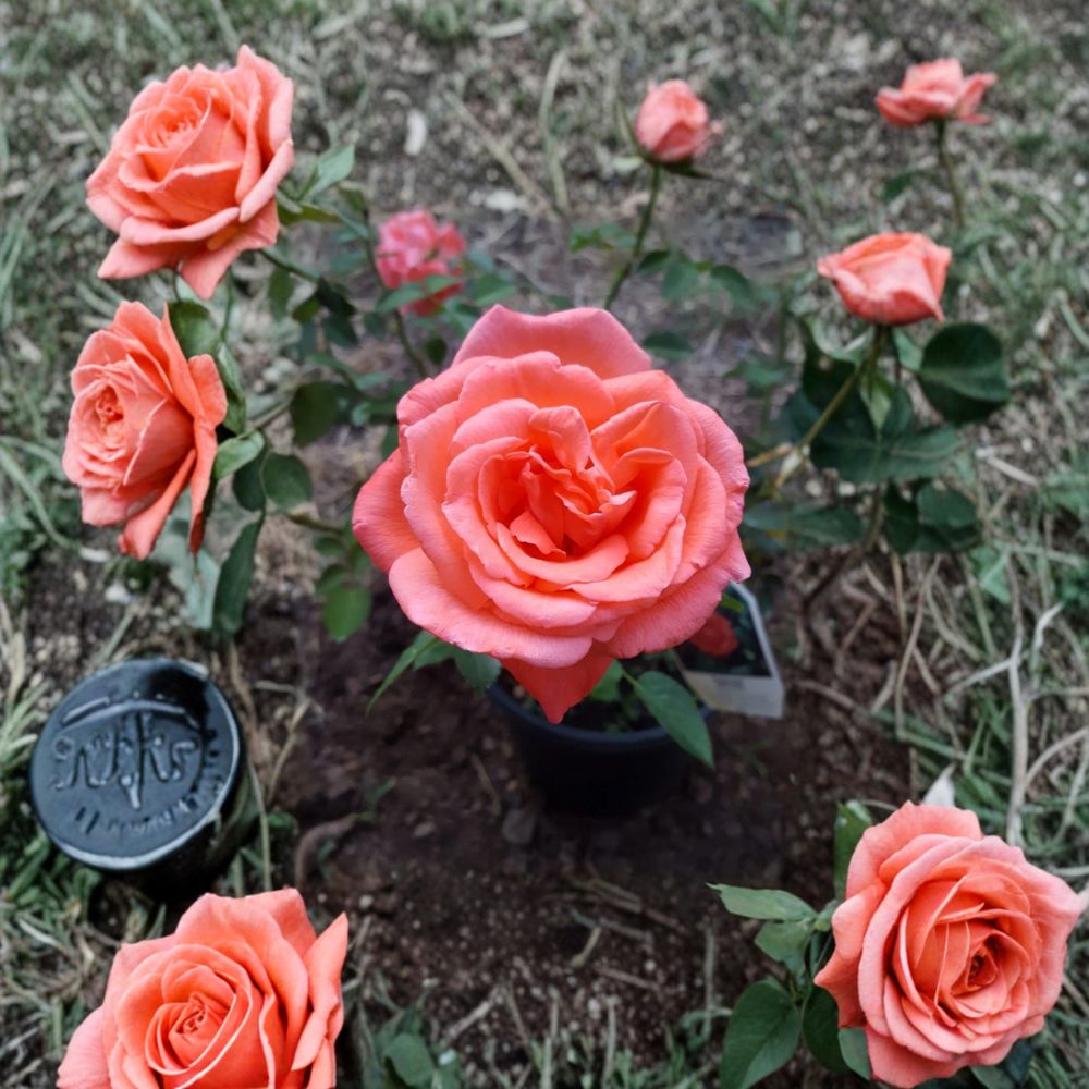 Tropicana Hybrid Tea Rose Live Bush Plant | 1 Gallon Rooted Rose for Garden & Landscape
