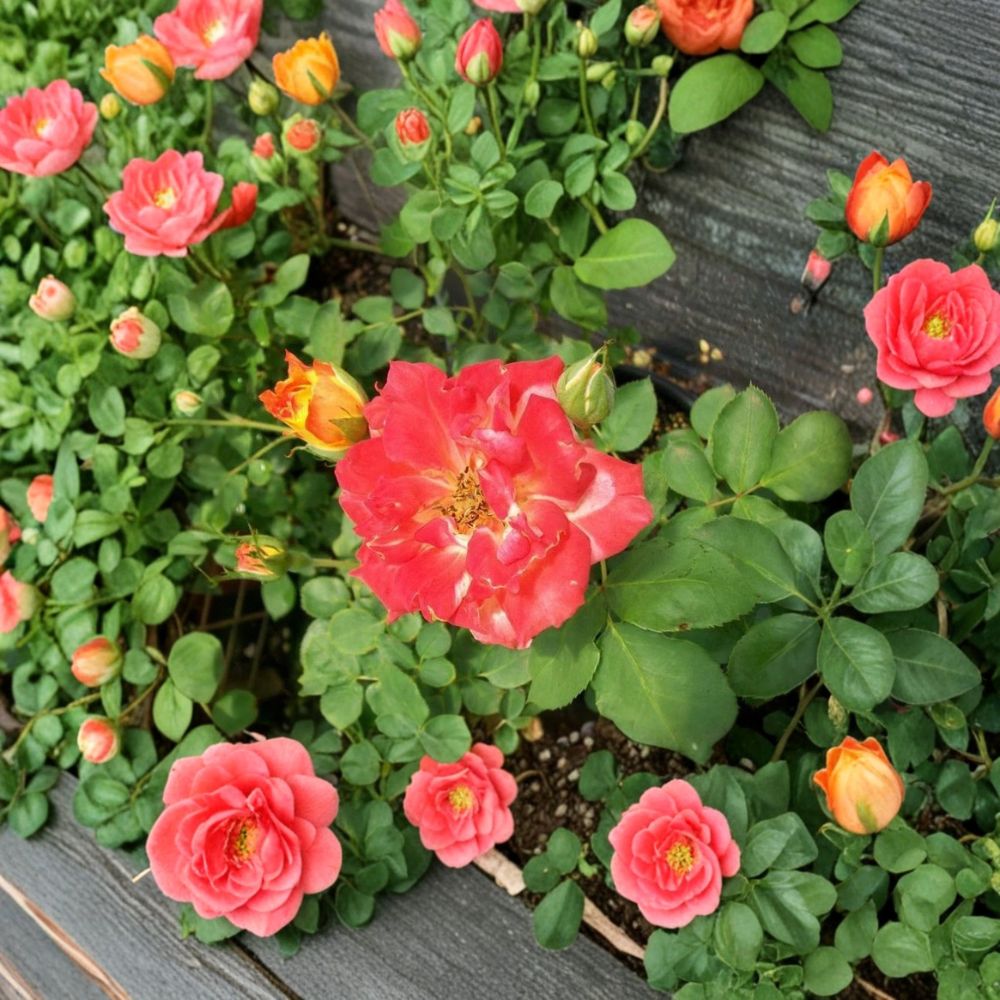 Pinata Rose Live Plant | 5 Gallon Yellow Orange Flowering Rose Bush | Rosa hybrida