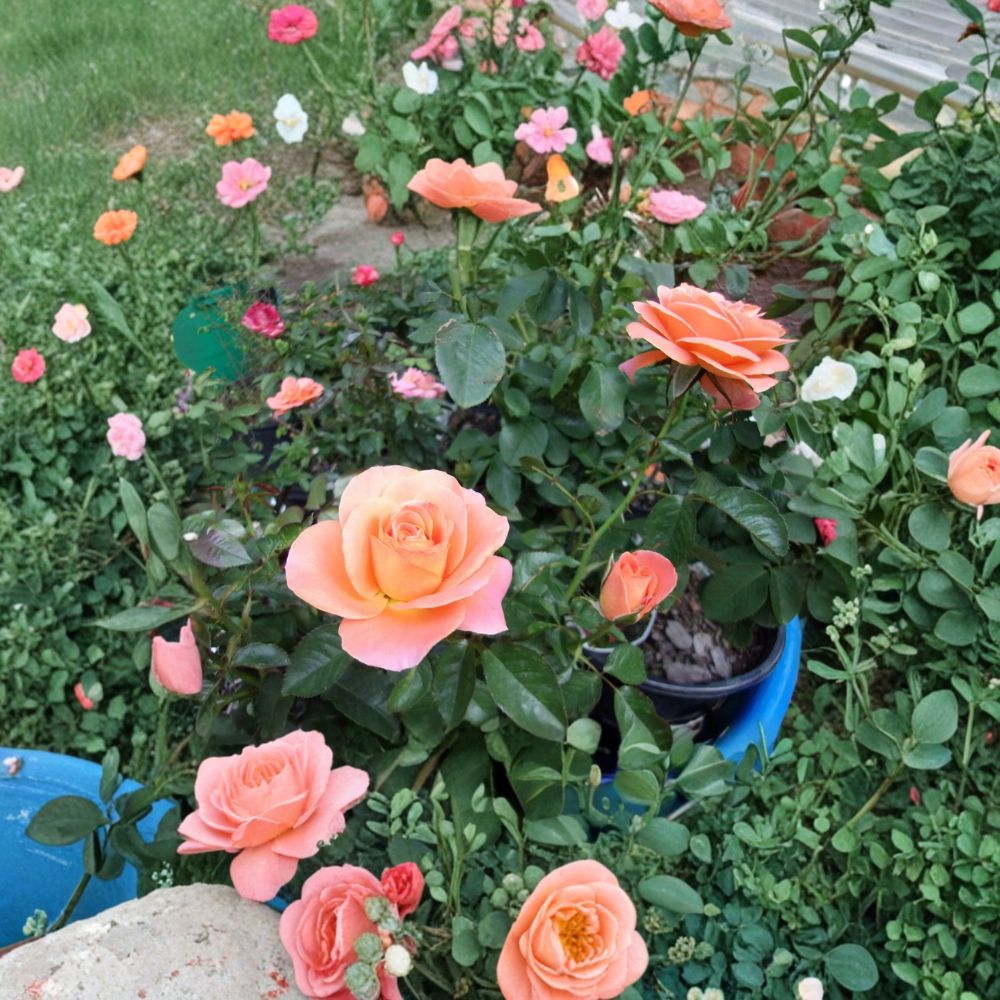 New Year Grandiflora Rose - Live 5 Gallon Orange Blooming Rose Bush Plant