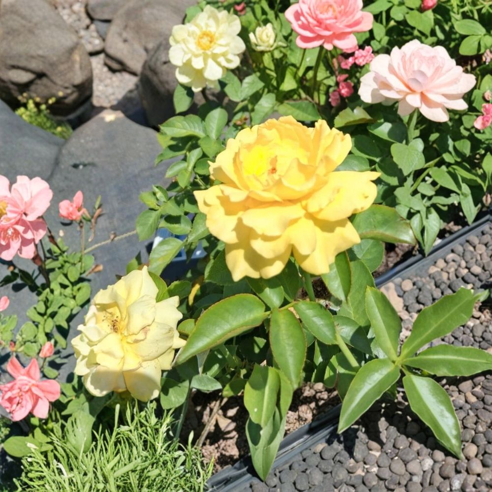 Julia Child Rose Butter Gold Floribunda Live Plant 3 Gallon 2006 AARS Winner