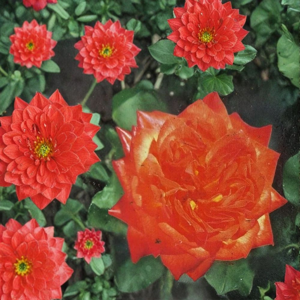 Charisma Floribunda Rose – Live 2 Gallon Rose Bush with Red Orange Yellow Blooms