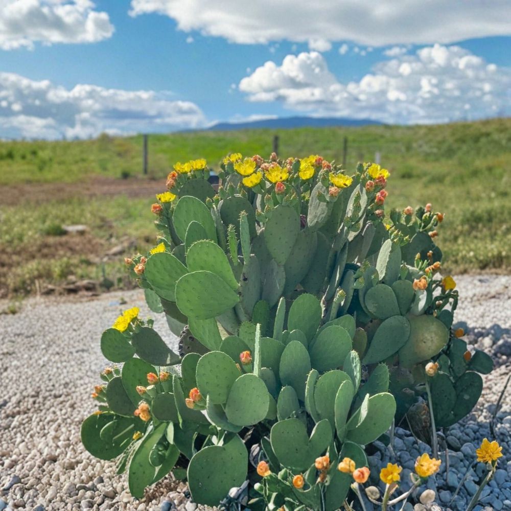 Spineless Prickly Pear Cactus Opuntia ‘Cacanapa Ellisiana’ | 4 Unrooted Pads | Winter Hardy Edible Cactus