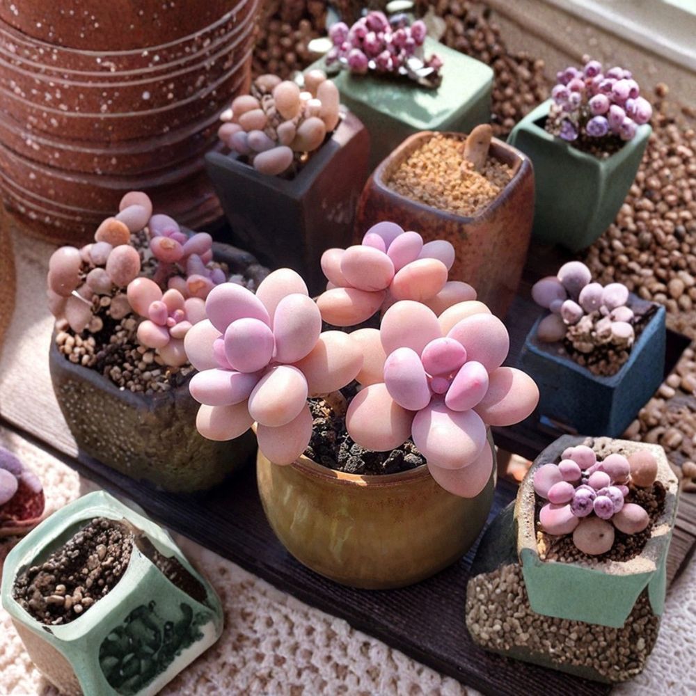 Moonstone Succulent Pachyphytum oviferum Live Plant in 2 Inch Pot | Rare Thick Leaf Succulent