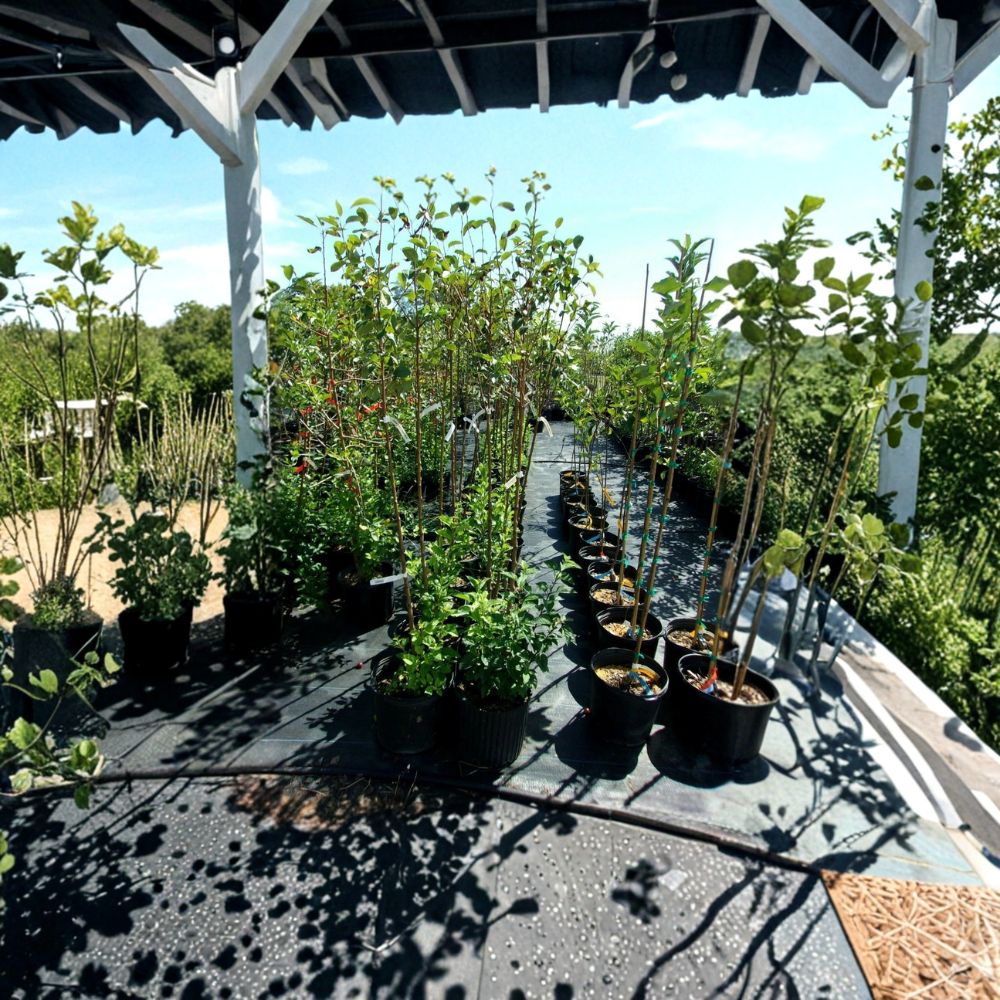 Calloway Fruiting Crabapple Tree – 8–9 Feet Tall Ornamental Fruit Tree