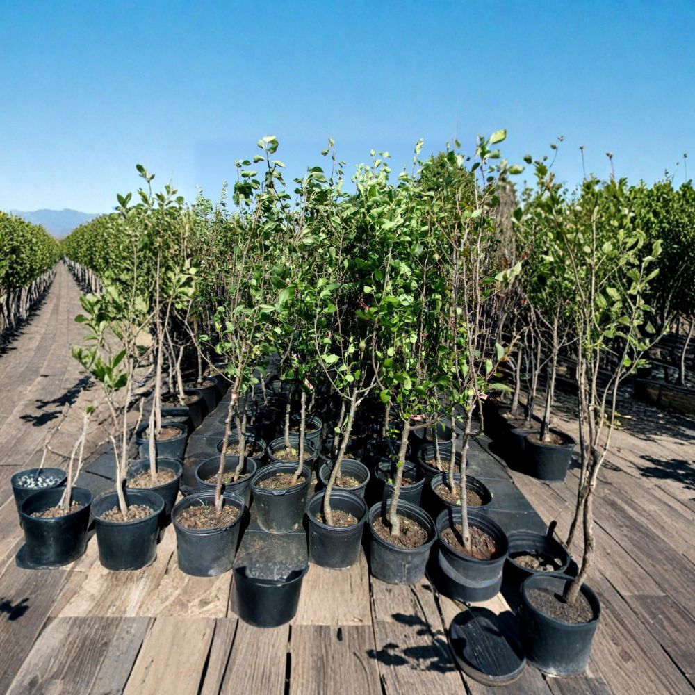 Shinko Asian Pear Tree – Live Fruit Tree 4–6 Feet Tall | Sweet Crisp Pears | Productive Orchard Variety