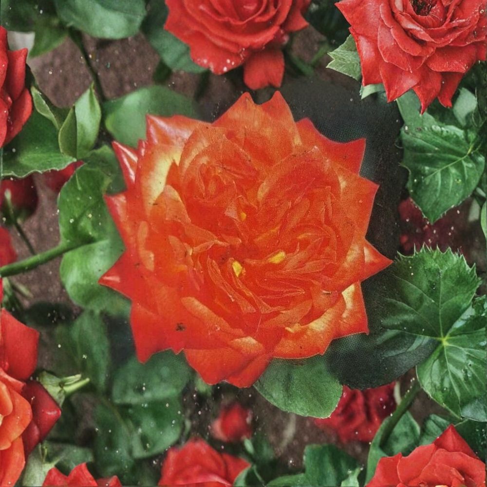 Charisma Floribunda Rose – Red Orange Yellow Multicolor Live Bush Plant 2 Gallon