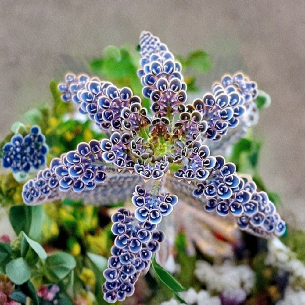 Mother of Millions Live Plant – Kalanchoe delagoensis Succulent Starter in 2 Inch Pot