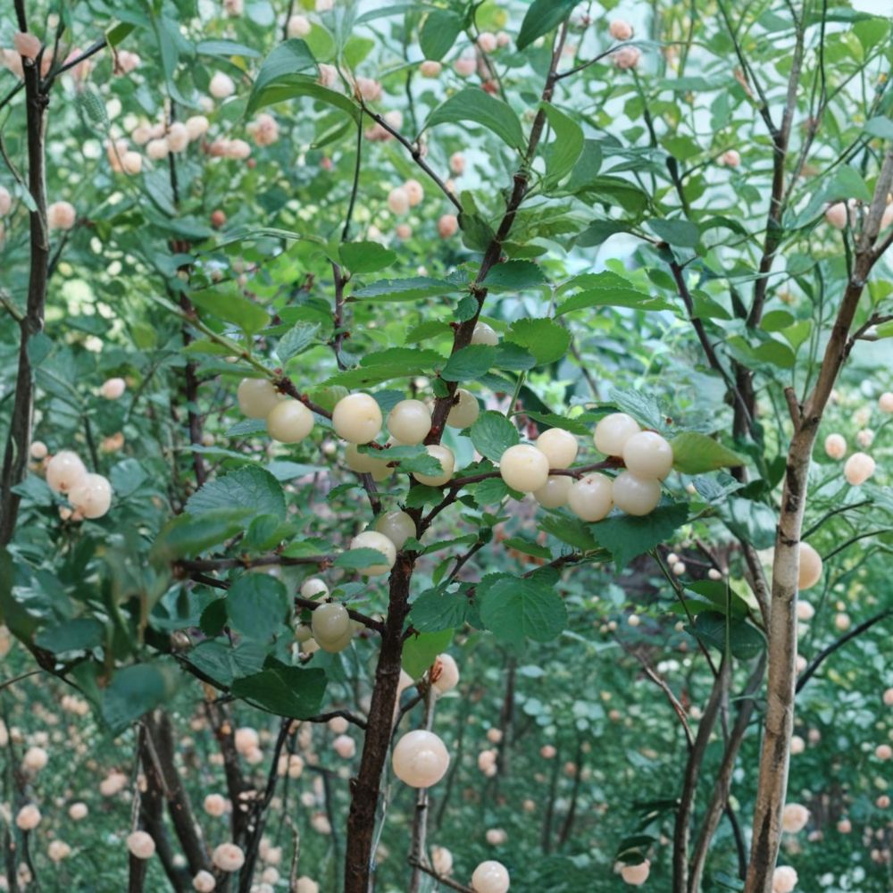 White Nanking Cherry Bush – Rooted Sweet Cherry Plant | Zones 2–7 | Cold Hardy Edible Shrub