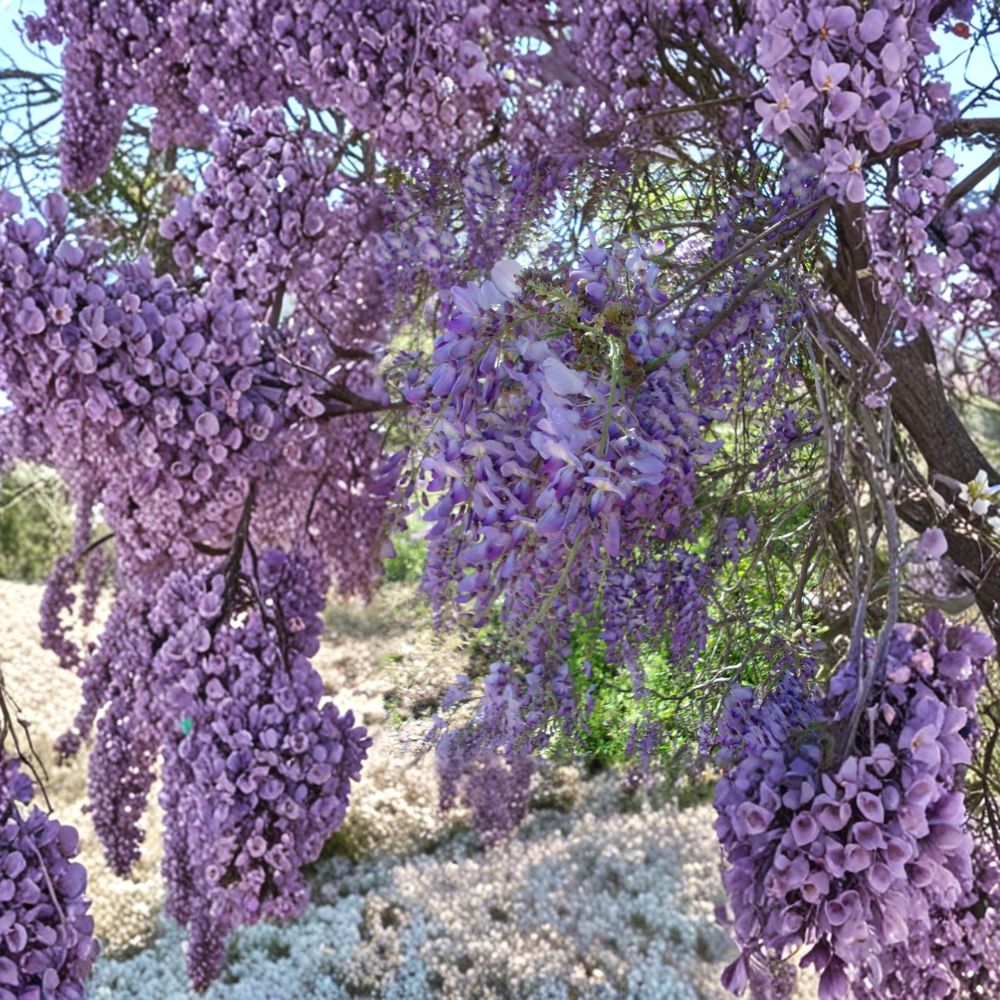 Purple Wisteria Vine – Wisteria sinensis Live Plant 4–6 Feet Tall with Fragrant Purple Flowers