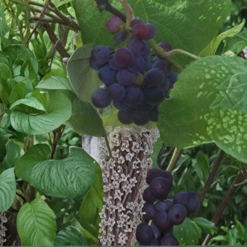Saturn Blue Seedless Grape Vine – Live 3 Gallon Plant | Self-Fertile Seedless Grapes for Home Gardens
