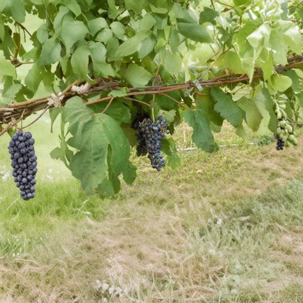Black Manukka Seedless Grape Vine – 2 Gallon Live Plant | Self-Fertile Seedless Grapes for Home Garden