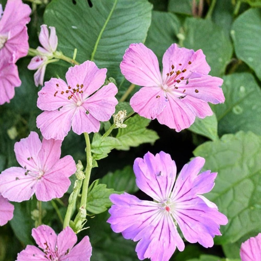 Hexham Feathers Geranium Seeds – 25+ Premium Flower Seeds for Pots & Borders | Easy to Grow | USA Shipping