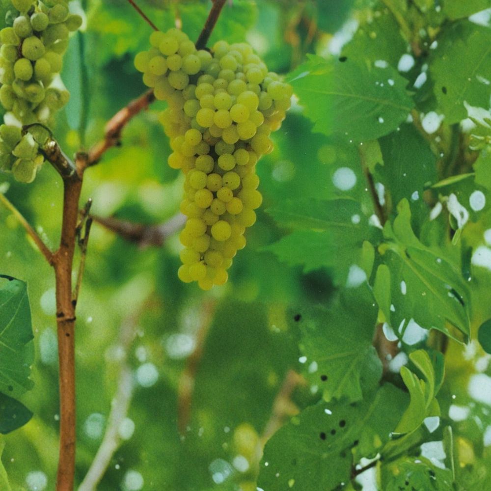 Lakemont Seedless White Grape Vine – 2 Gallon Live Plant | Self-Fertile Table Grapes for Home Garden & Vineyard