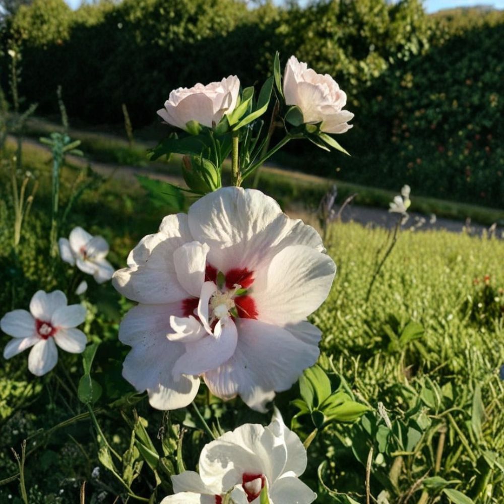 Double Flower White Althea Rose of Sharon – Hibiscus syriacus Live 3 Gallon Shrub