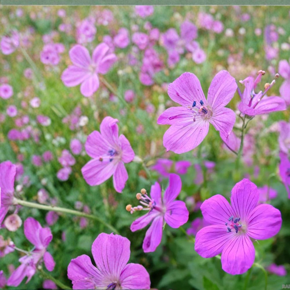 Danny Boy Geranium Seeds – 25+ Vibrant Flower Seeds | Easy to Grow | USA Shipping