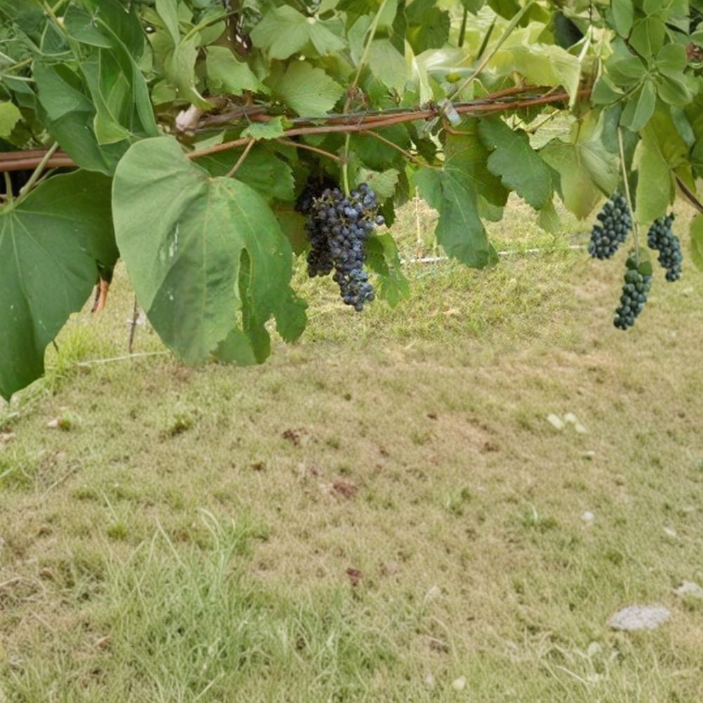 Black Manukka Seedless Grape Vine – Vitis vinifera Live Plant | 3 Gallon | Self-Fertile Seedless Grapes
