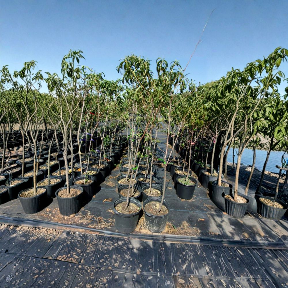 Jefferson Peach Tree – Prunus persica Live Tree | 4–6 Feet Tall | Sweet Juicy Freestone Peaches | Disease Resistant | Self-Pollinating