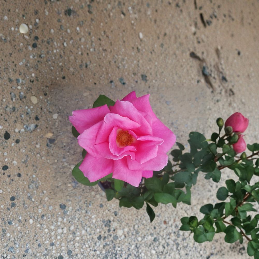 Perfume Delight Hybrid Tea Rose - 5 Gallon Live Bush Plant with Fragrant Pink Blooms