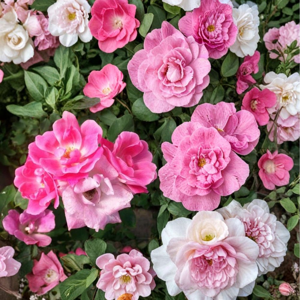 Pink Knock Out® Rose – Rosa 'RADcon' | 3 Gallon Live Shrub | Disease Resistant Medium Pink Flowering Rose