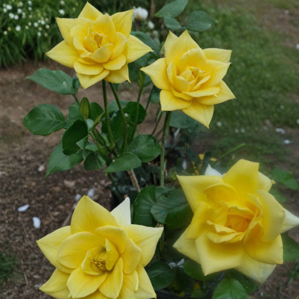 Oregold Grandiflora Rose – 3 Gallon Yellow Flowering Rose Shrub | Rosa Hybrid Live Bush Plant