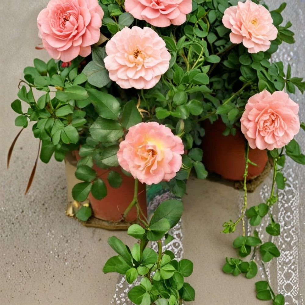 Peach Drift Rose Live Groundcover Plant | 3 Gallon Peach Blooming Shrub
