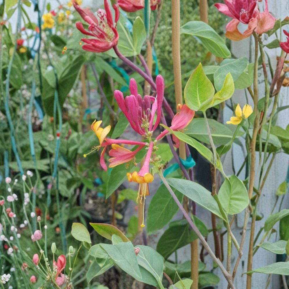 Pink Lemonade Honeysuckle Vine - Lonicera Live Plant | 3 Gallon | Fragrant Pink Flowers | Attracts Hummingbirds