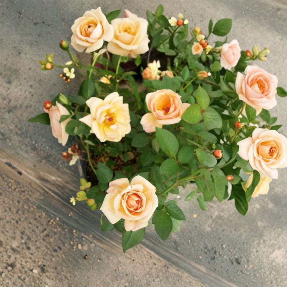 Southern Peach Apricot Rose – 3 Gallon Miniature Rose Shrub with Peach Apricot Blooms