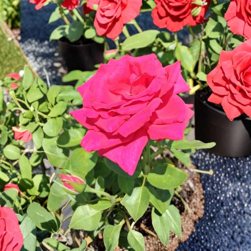 Voluptuous Hybrid Tea Rose – Rosa Hybrid Live Bush Plant | 5 Gallon Deep Pink Bloom