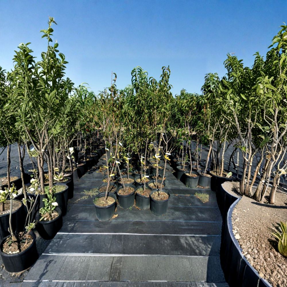 Flavortop Nectarine Tree – Live 4–6 Ft Fruit Tree | Sweet Freestone Nectarines | Self-Fertile